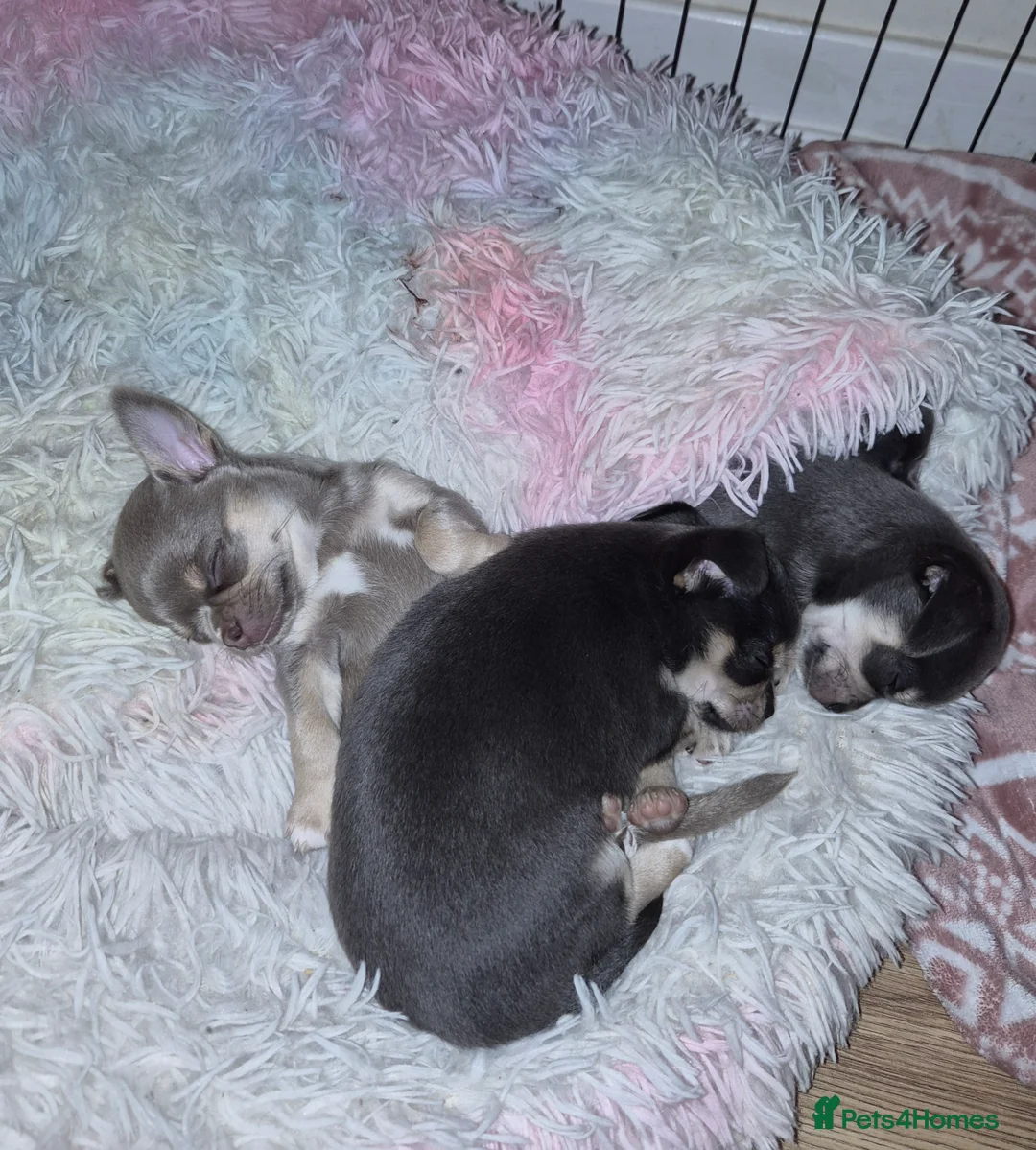 Chihuahua dogs for sale: 3 boy chihuahuas  - Advert 4