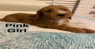 Labradoodle dogs - Advert 9