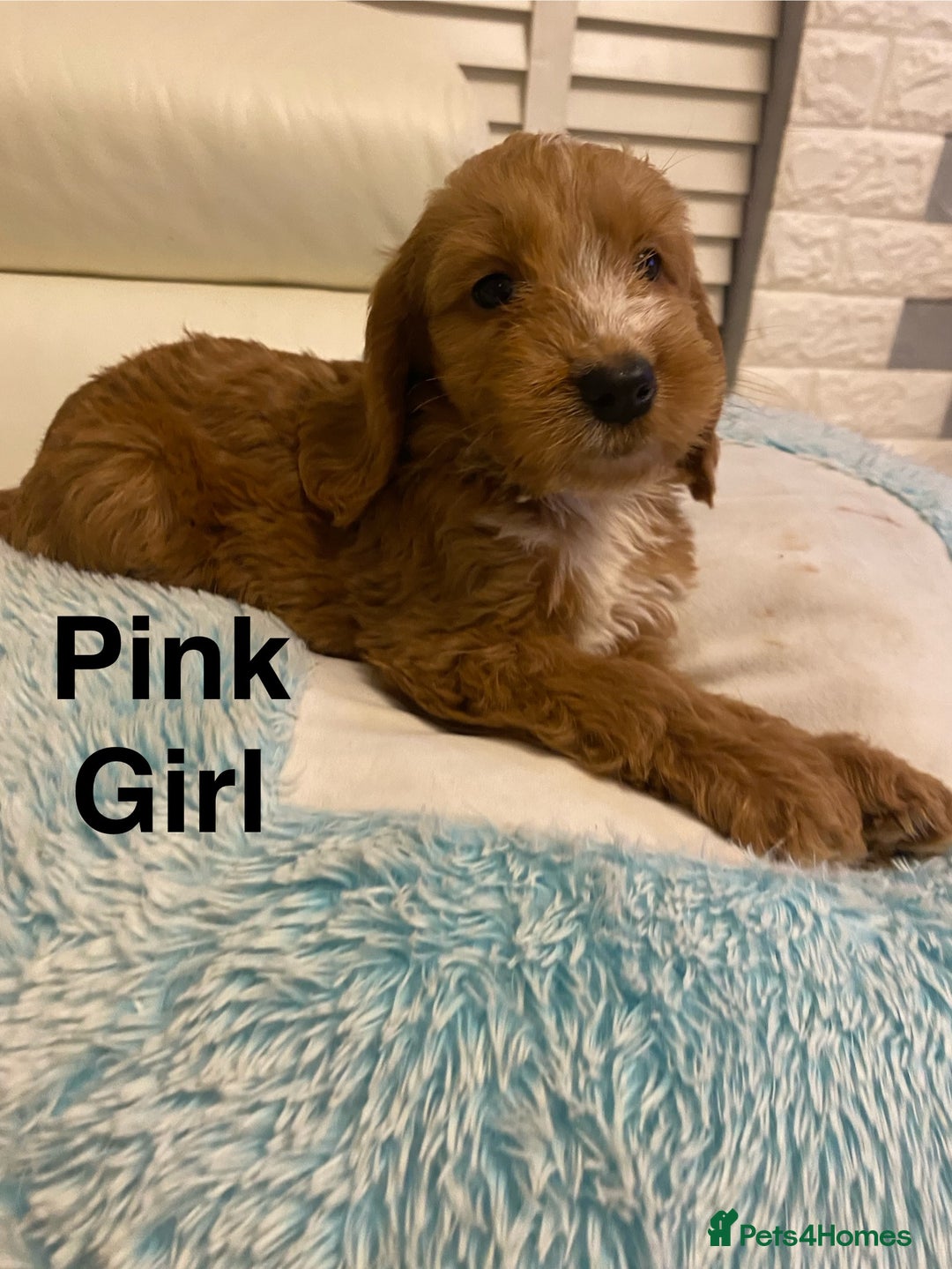 Labradoodle dogs for sale:  Australian Labradoodles Show Cocker Spaniel - Image 2