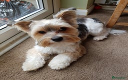 Yorkshire Terrier dogs for sale: Biewer Terrier pups - Image 10