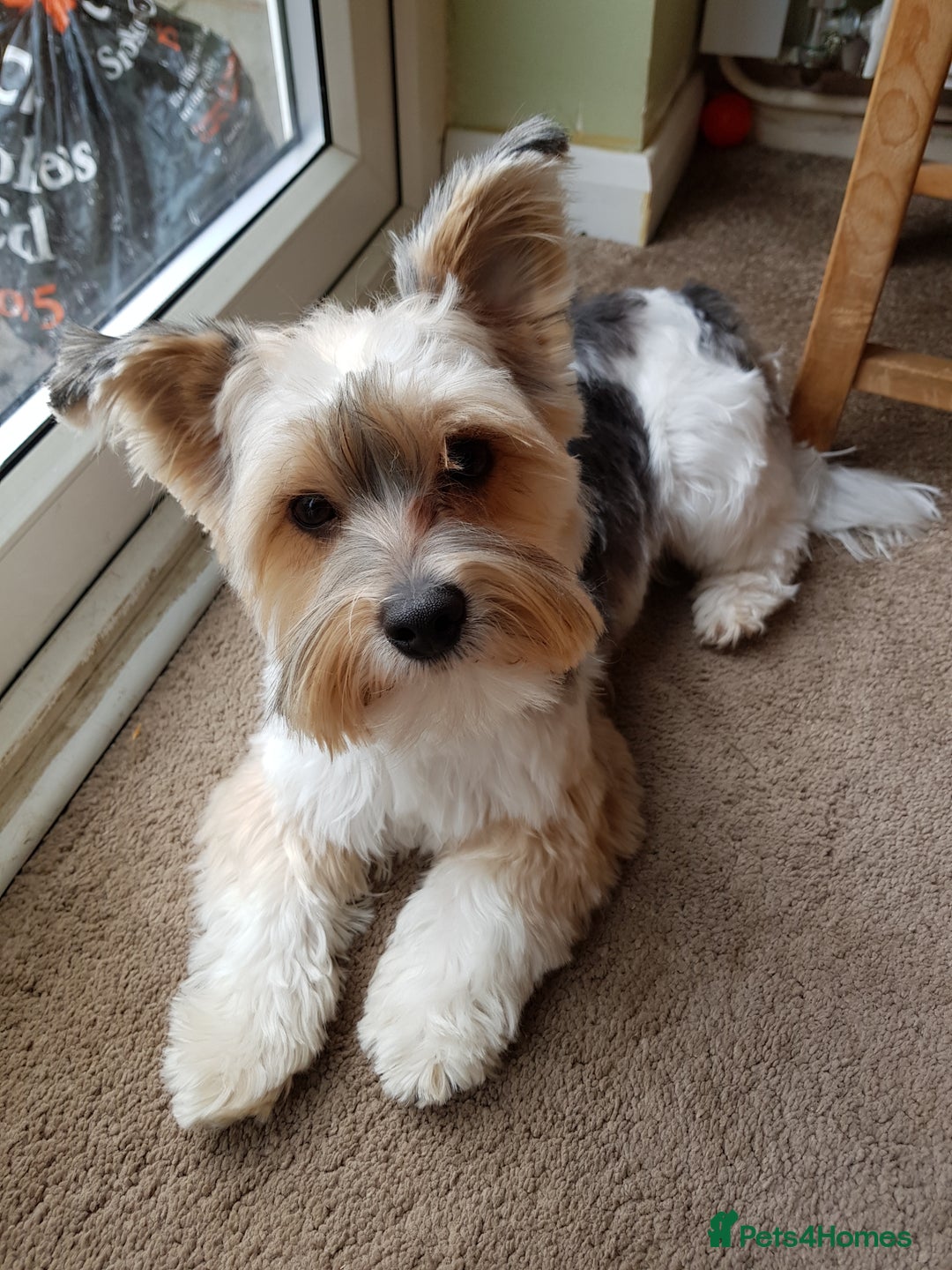 Yorkshire Terrier dogs for sale: Biewer Terrier pups - Image 10