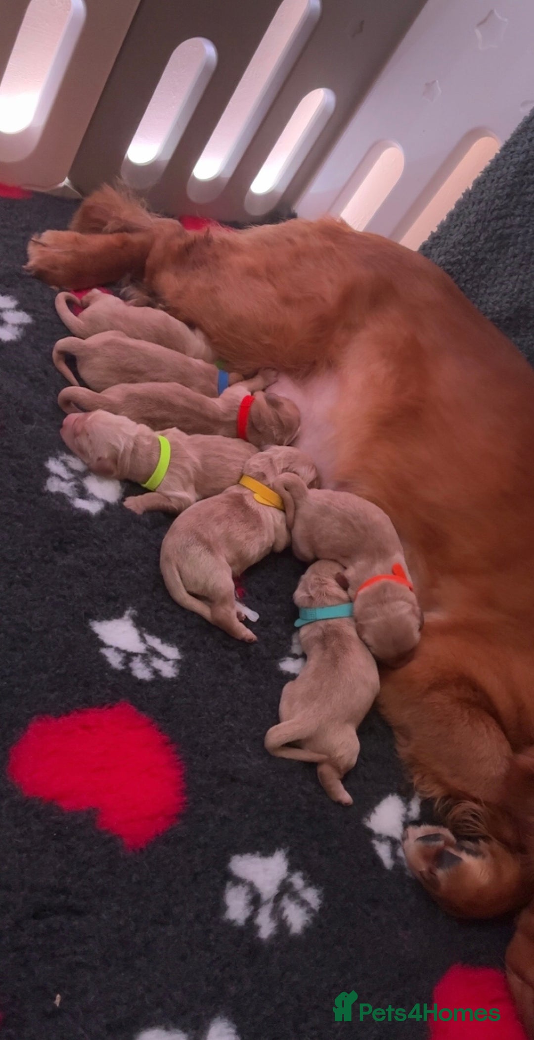 Mixed Breed dogs for sale: 🌟 Golden Retriever x Shar Pei Puppies 🌟 - Advert 3