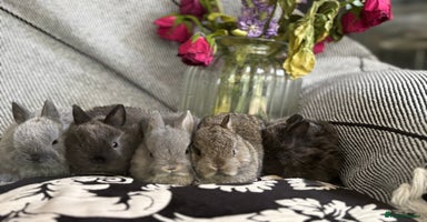Netherland Dwarf rabbits - Advert 4