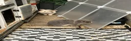 Dwarf Lop rabbits for sale: Dwarf Lop baby rabbits  - Advert 3