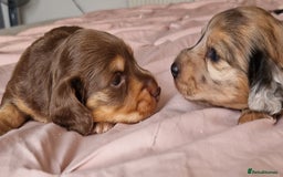 Miniature Dachshund dogs for sale: Long hair minature dachshunds - Image 15