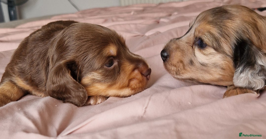 Miniature Dachshund dogs for sale: Long hair minature dachshunds - Image 15