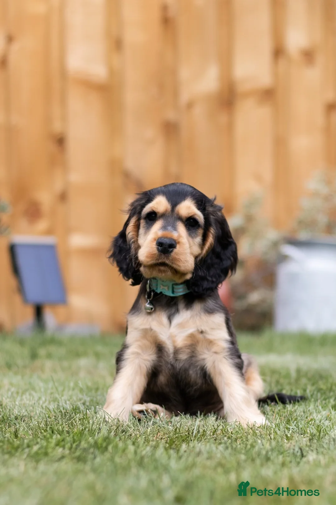 Cocker Spaniel dogs for stud: 🧡🧡 KC REG Stud Orange Roan Show Cocker Spaniel in Northallerton - Advert 26