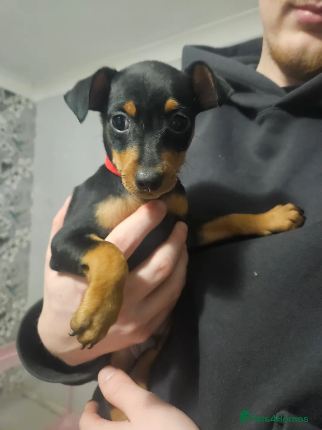 Miniature Pinscher dogs for sale: Miniature Pinscher puppies  - Advert 3