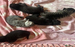 British Shorthair cats for sale: Two beautiful girl cats mum grey short haired  - Image 6