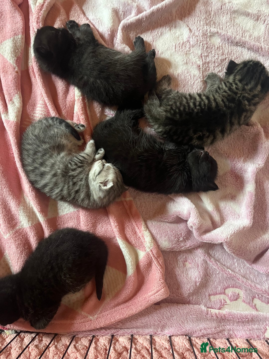 British Shorthair cats for sale: Two beautiful girl cats mum grey short haired  - Image 6