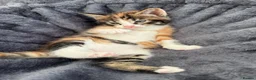 Maine Coon cats for sale: LAST FEMALE TORTOISESHELL MAINE COON X  - Advert 4