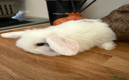 Mini Lop rabbits for sale: Pure mini lops  - Image 6