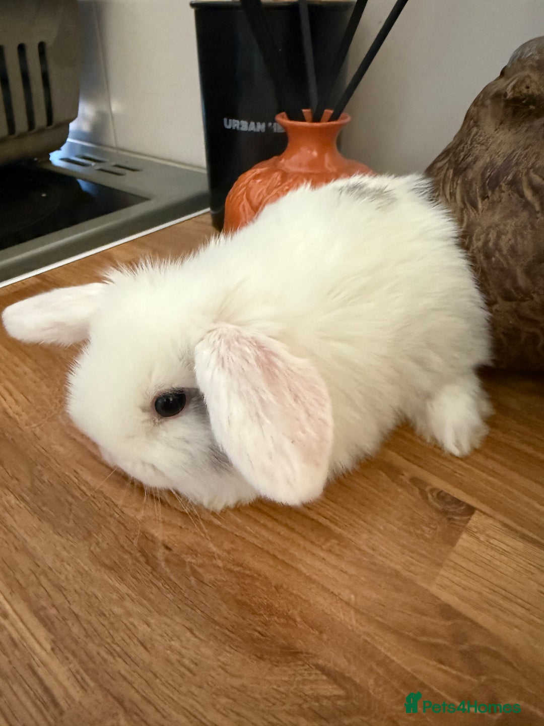 Mini Lop rabbits for sale: Pure mini lops  - Image 6