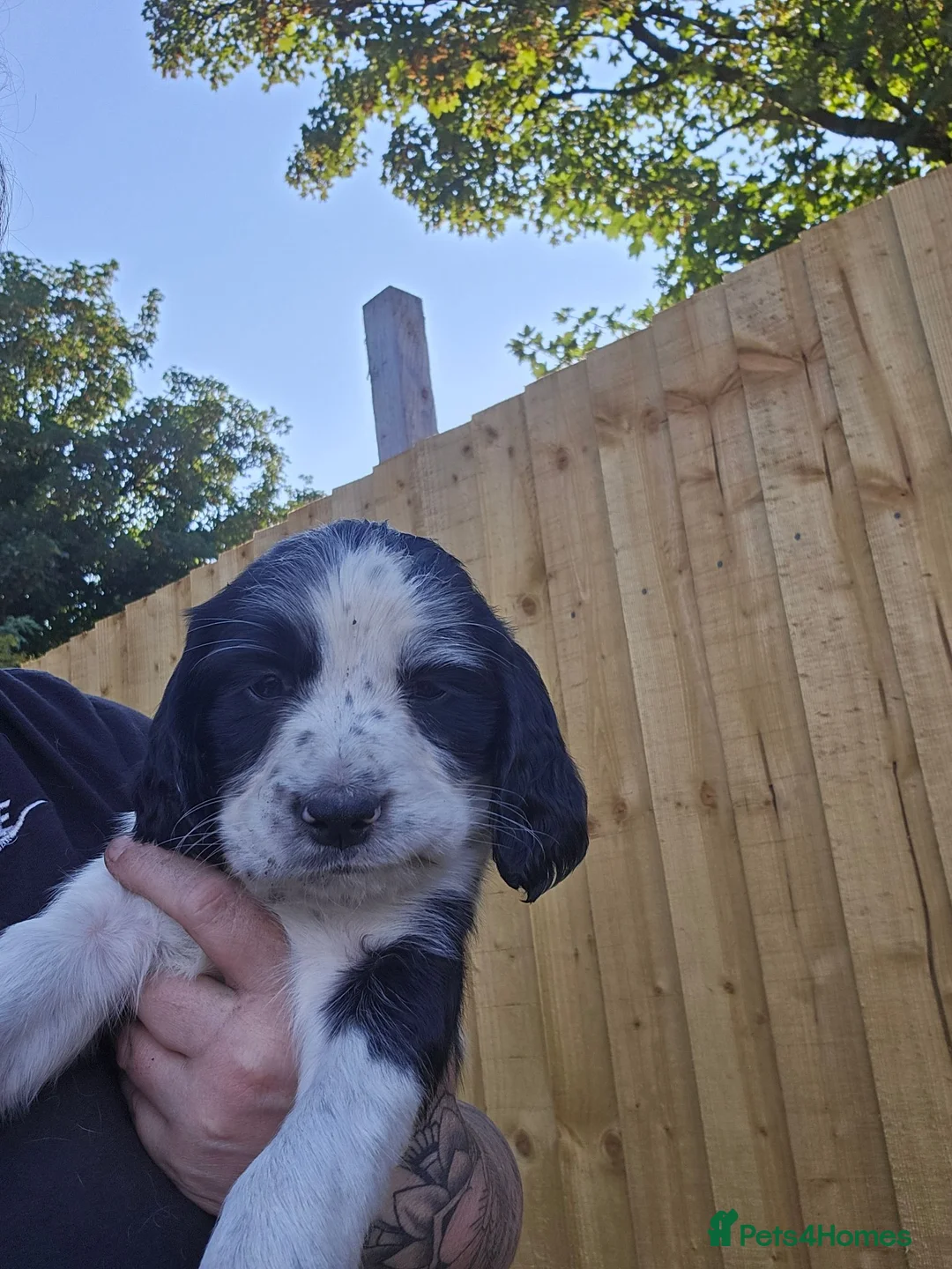 English Springer Spaniel dogs for sale: 2 remaining springer pups - Advert 2