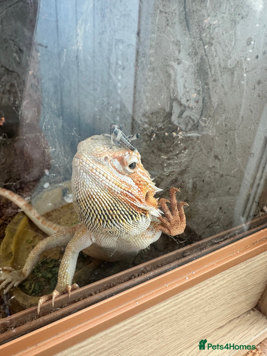Bearded Dragon reptiles for sale: 1 Year Old Bearded Dragon for sale - Image 4