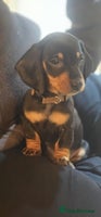 Miniature Dachshund dogs - Advert 7