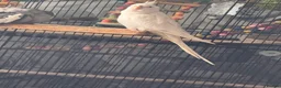 Cockatiels birds for sale: Cockatiel  - Advert 3