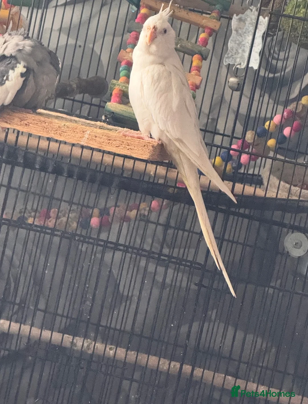 Cockatiels birds for sale: Cockatiel  - Advert 3