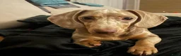 Miniature Dachshund dogs for sale: CHAMP🏆 MINI DACHSHUNDS 🇩🇪 Wir lieben Dachshunde - Advert 11