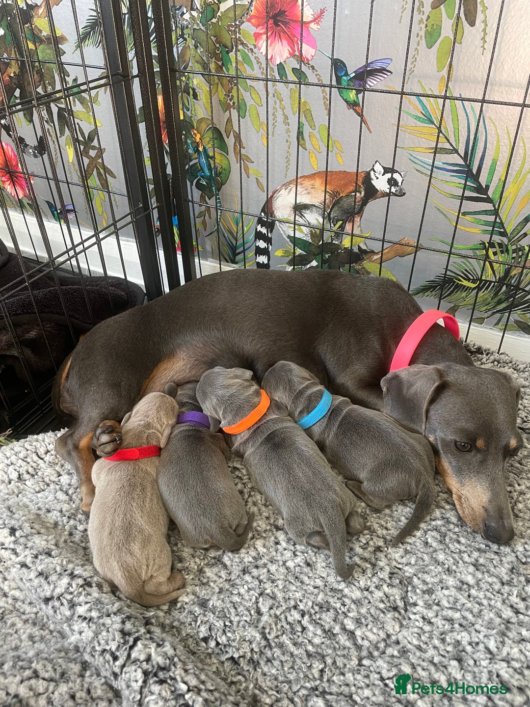 Miniature Dachshund dogs for sale: Miniature Dachshunds - Image 1