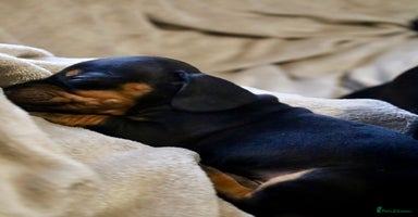 Dachshund dogs - Advert 5