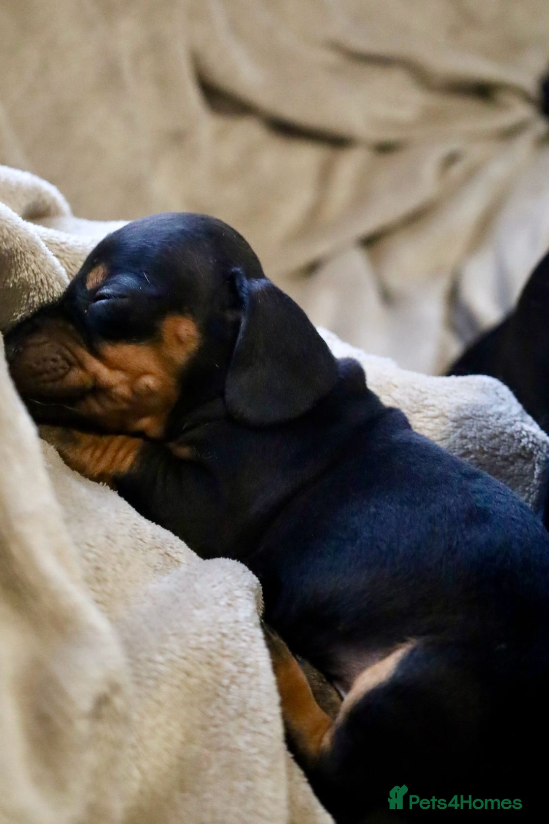 Dachshund dogs for sale: Dachshund Cute Puppies Looking for Forever Home   - Image 2