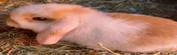 Mini Lop rabbits for sale: STUNNING PURE BREED MINI LOPS AMAZING COLOURS  - Advert 3