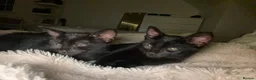 Mixed Breed cats for sale: 2 beautifull half russian blue kittens for sale. - Advert 3