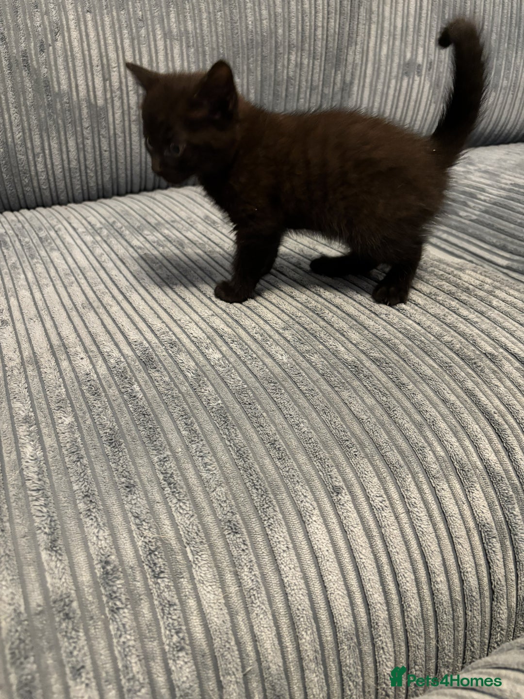 Mixed Breed cats for sale: Adorable Kittens for Sale - Advert 16