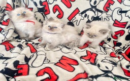 Ragdoll cats for sale: Ragdoll kittens Ready wednesday ❤️ - Image 9