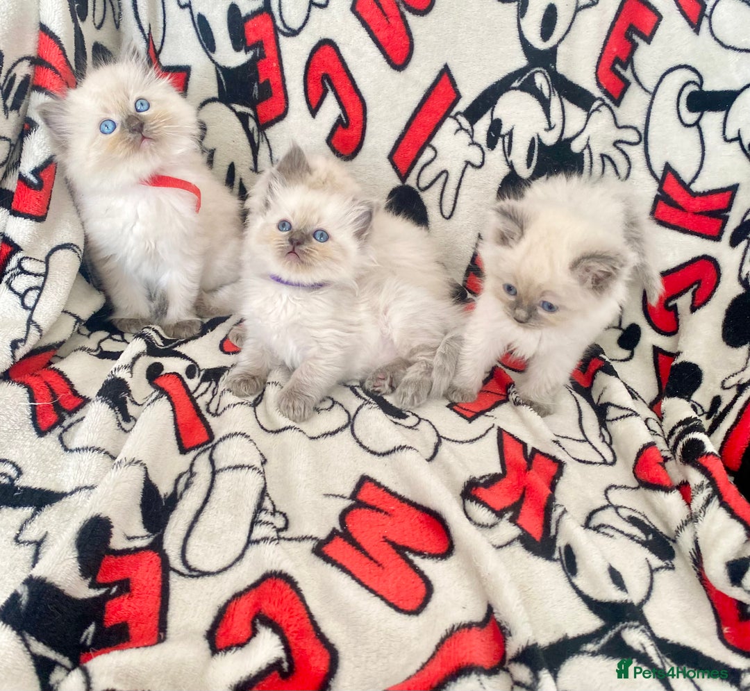 Ragdoll cats for sale: Ragdoll kittens Ready wednesday ❤️ - Image 9