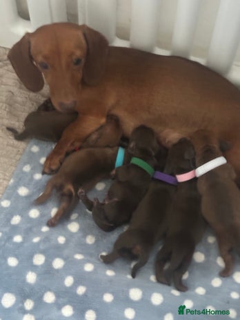 Miniature Dachshund dogs - Advert 11