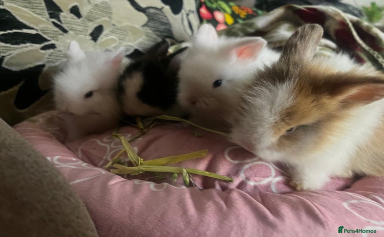 Lionhead rabbits - Advert 1