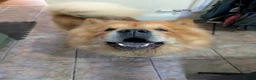 Chow Chow dogs for sale: Loving Chow Chow needs a home  - Advert 2