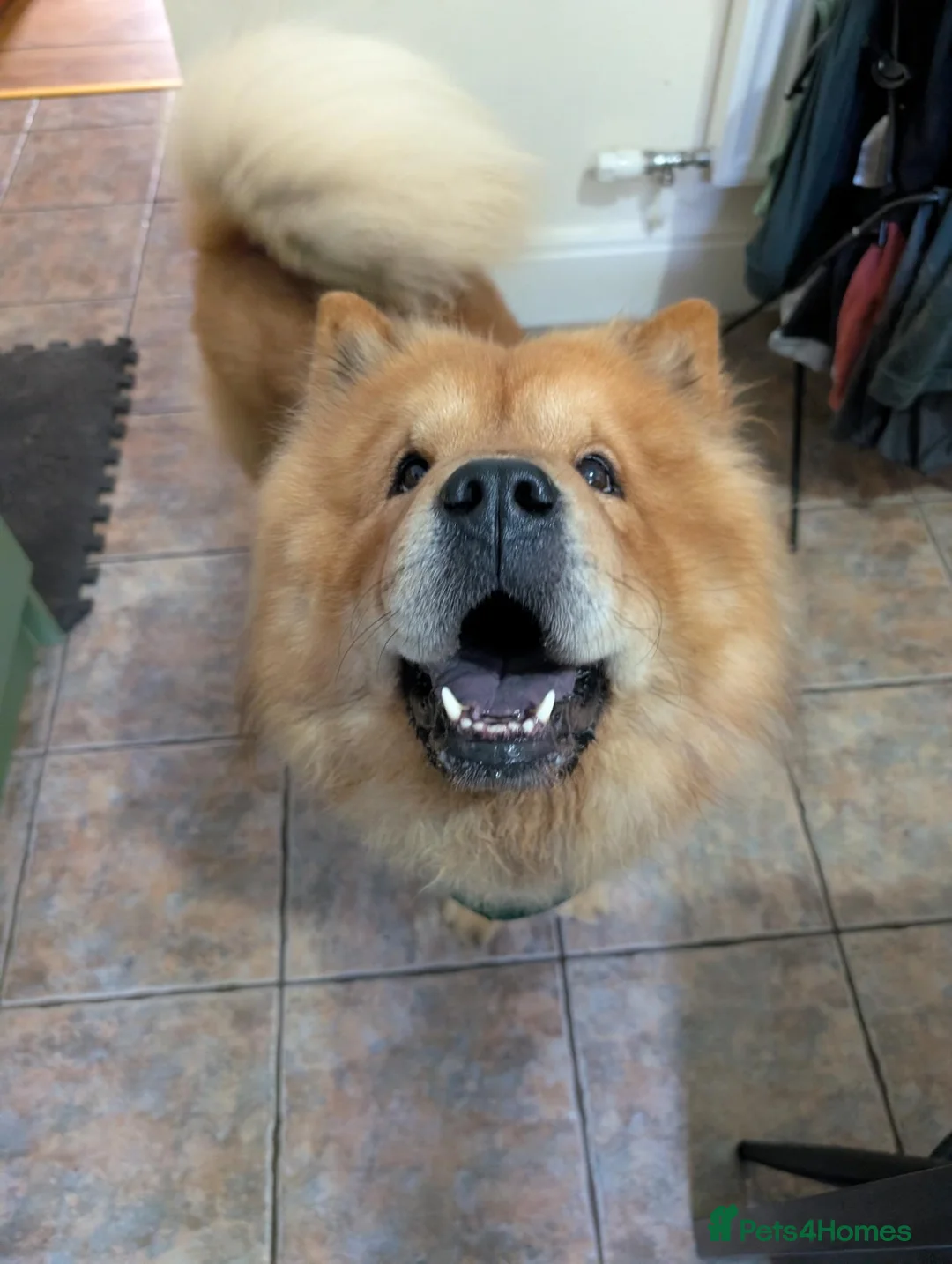 Chow Chow dogs for sale: Loving Chow Chow needs a home  - Advert 2