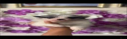 Pomeranian dogs for sale: Rare colours Pomeranians  - Advert 7