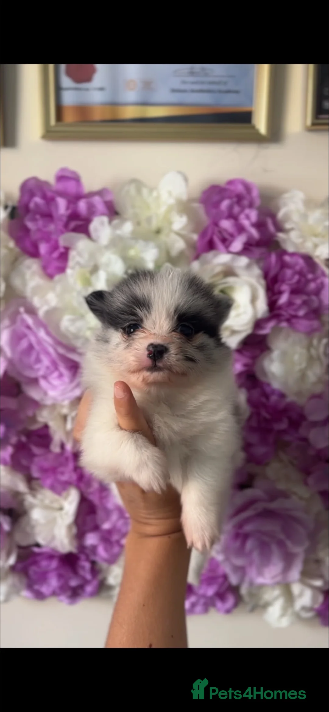 Pomeranian dogs for sale: Rare colours Pomeranians  - Advert 7