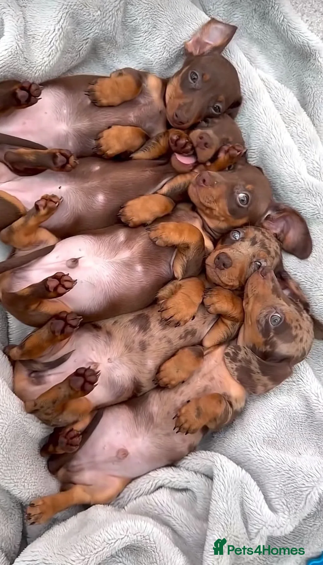 Miniature Dachshund dogs for sale: Miniature dachshund puppies - Advert 4