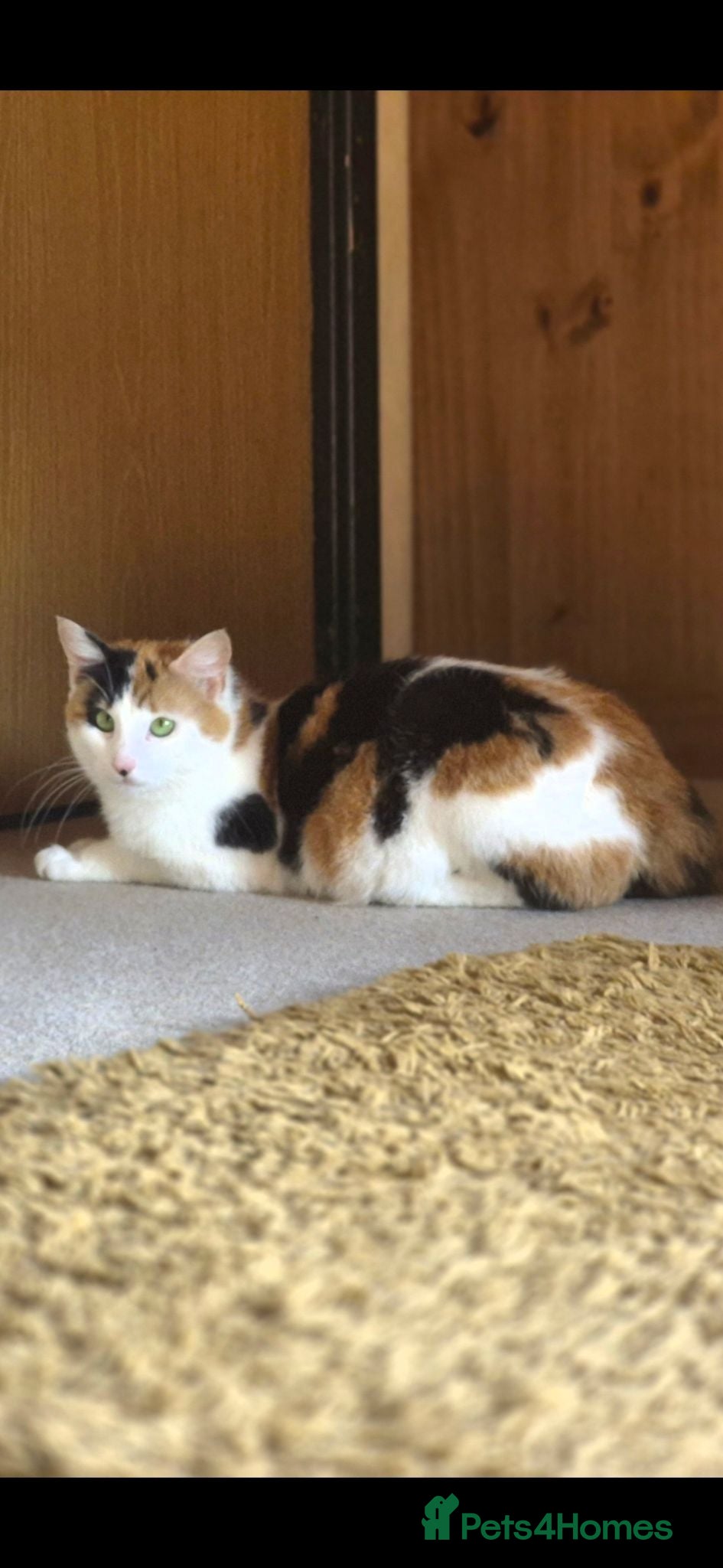 Mixed Breed cats 2 Adorable Kittens looking for their forever homes - Advert 1