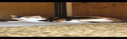 Mixed Breed cats for sale: 2 Adorable Kittens looking for their forever homes - Advert 1
