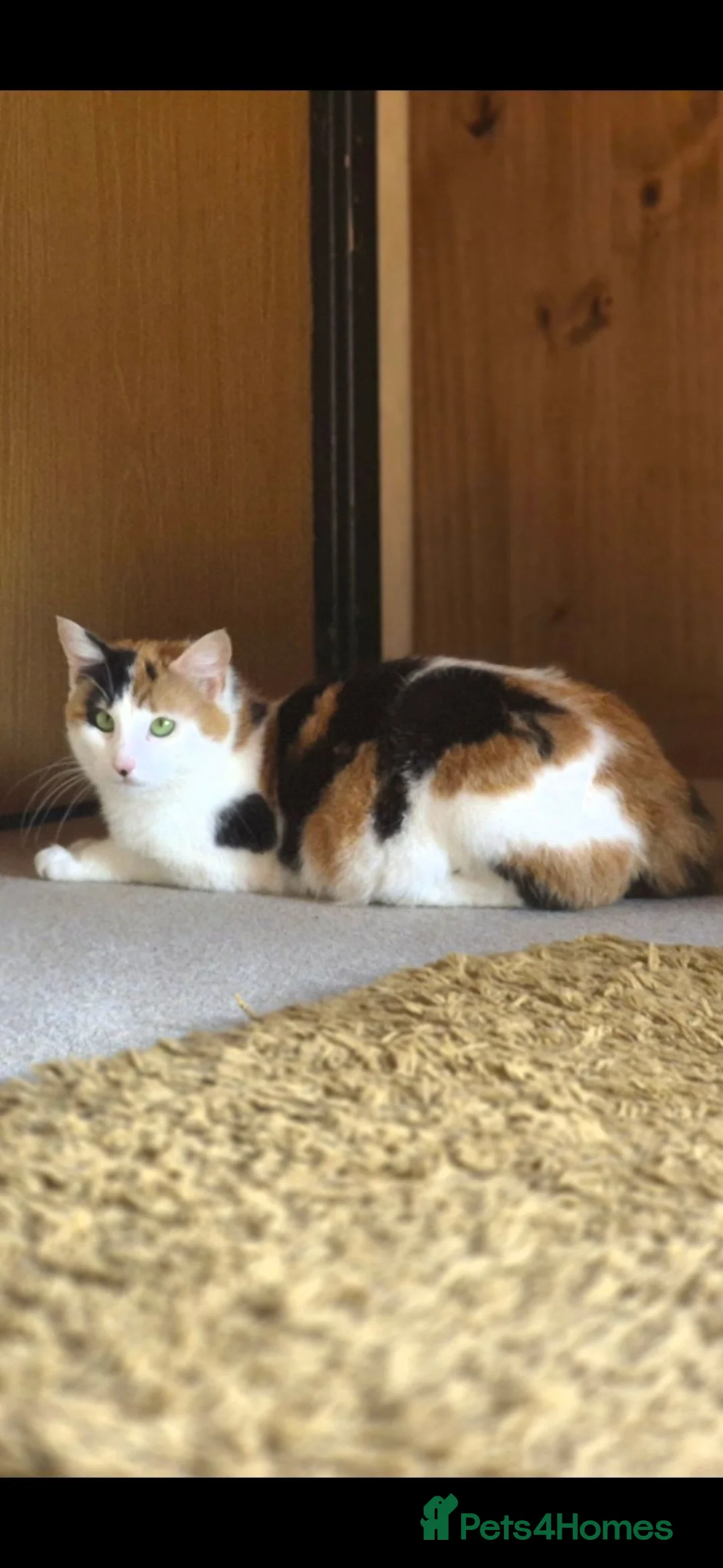 Mixed Breed cats for sale: 2 Adorable Kittens looking for their forever homes - Advert 1