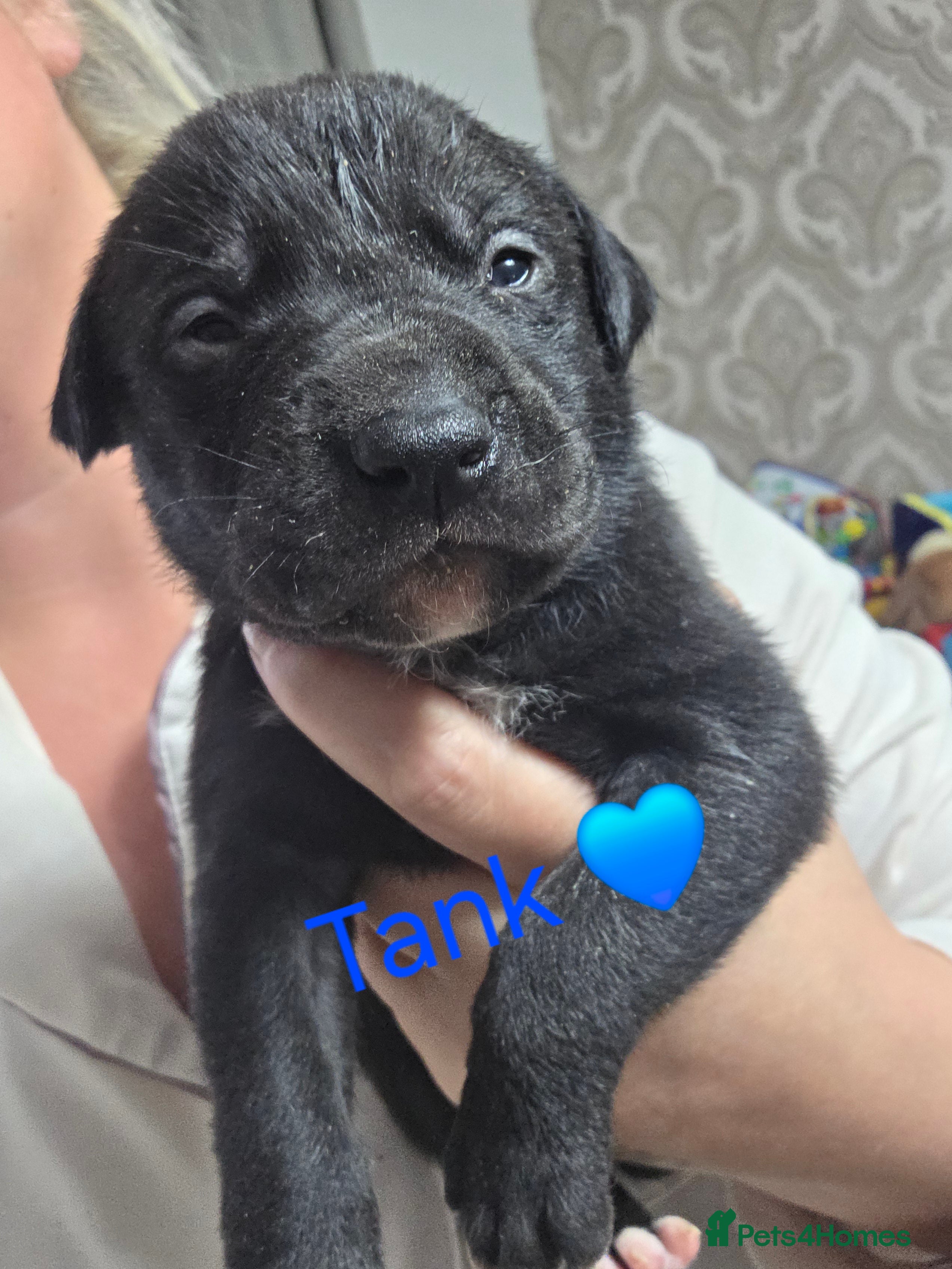 Mixed Breed dogs Saluki collie bull whippet greyhound pups - Advert 18