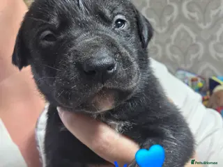 Mixed Breed dogs Saluki collie bull whippet greyhound pups - Advert 18