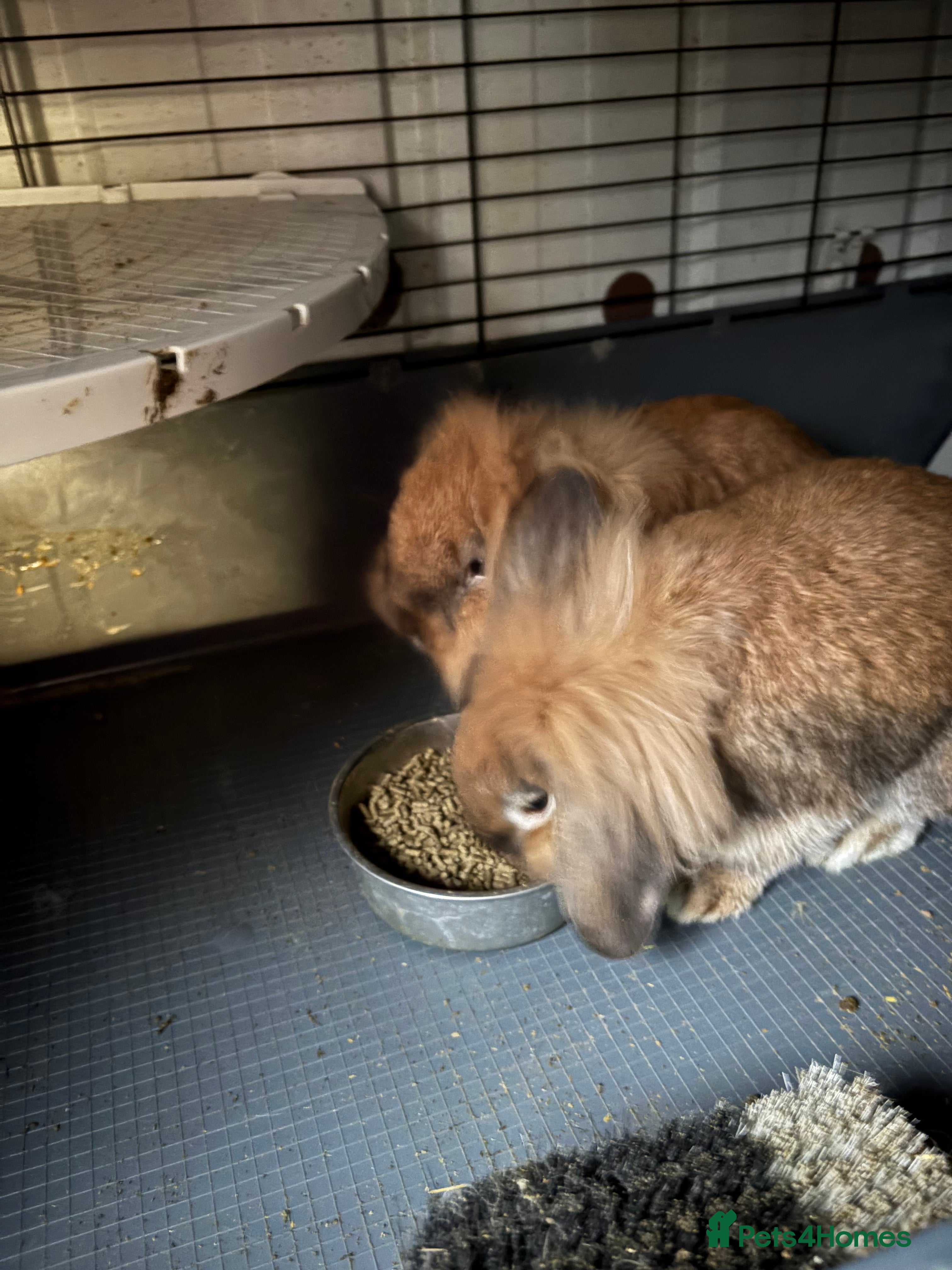 Mixed Breed rabbits 2 female cross lop eared/long haired rabbits - Advert 4