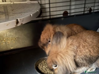 Mixed Breed rabbits 2 female cross lop eared/long haired rabbits - Advert 6