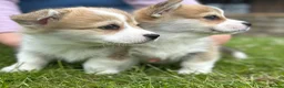 Welsh Corgi Pembroke dogs for sale: Pedigree Pembrokeshire Welsh Corgi Puppies - Advert 1