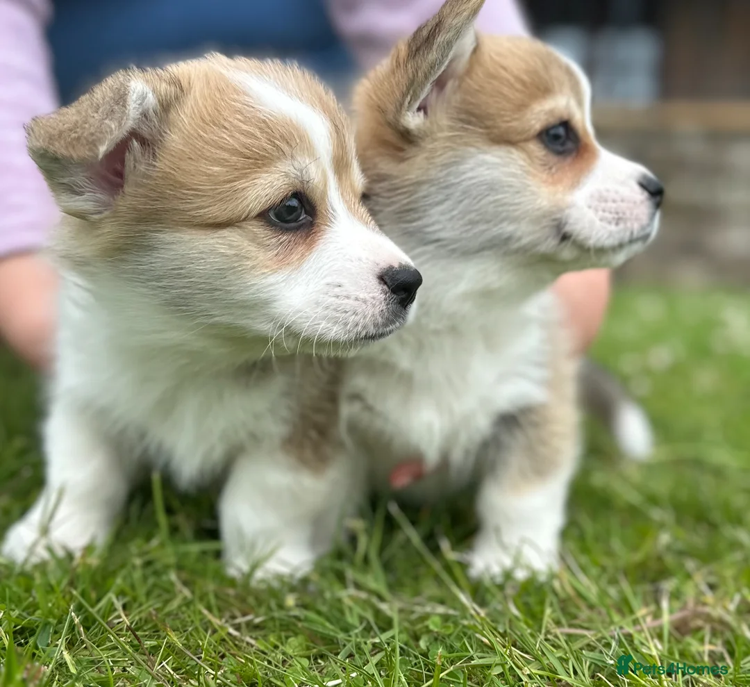 Welsh Corgi Pembroke dogs for sale: Pedigree Pembrokeshire Welsh Corgi Puppies - Advert 1