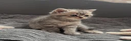British Shorthair cats for sale: British shorthair kittens - Advert 2