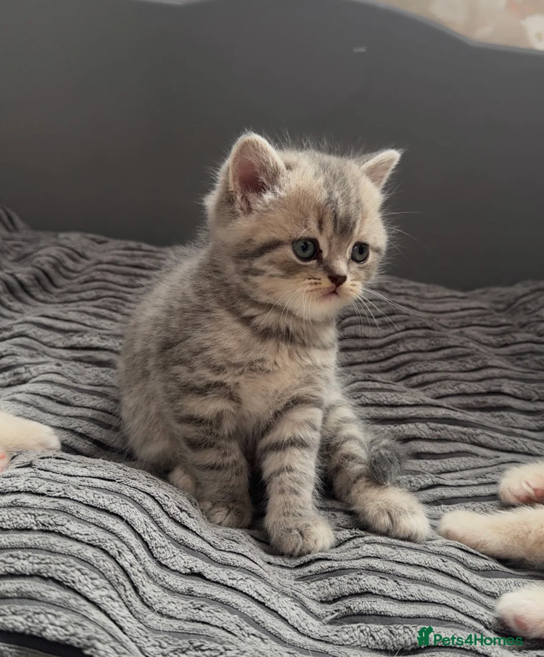 British Shorthair cats for sale: British shorthair kittens - Advert 2