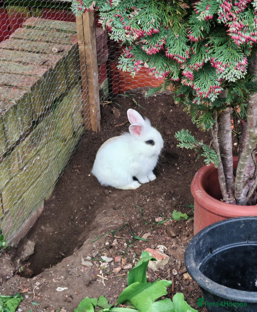Mini Lion Lop rabbits 4 Mini Lop X Lionheads for sale - Advert 14